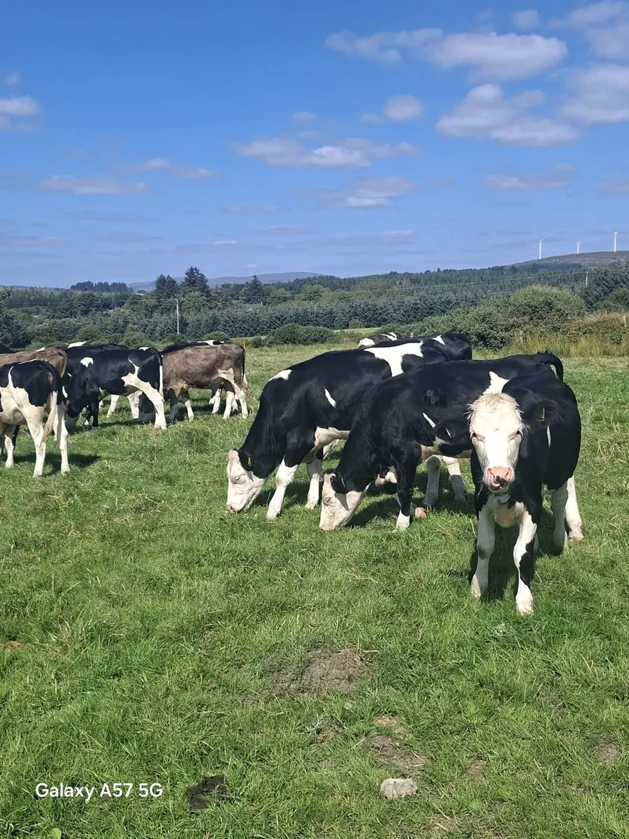 Bulling heifers - Image 2