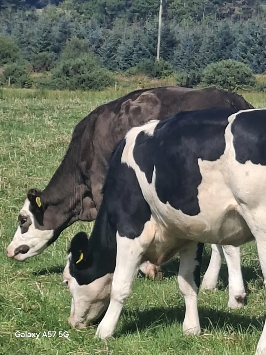 Bulling heifers - Image 3