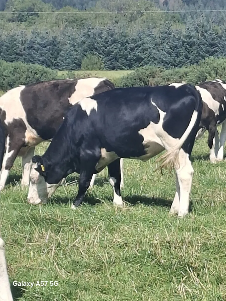 Bulling heifers - Image 4