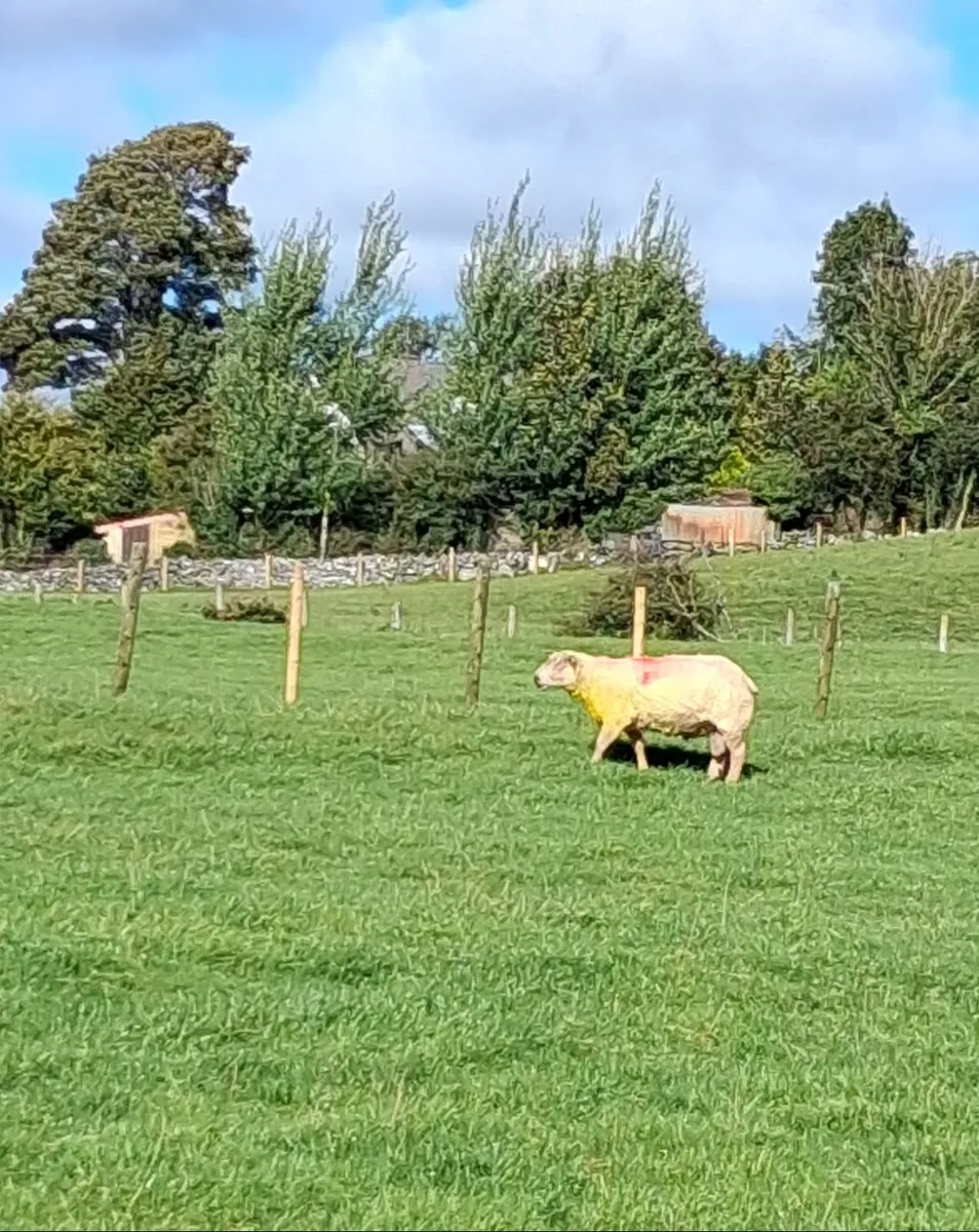 Charollais ram - Image 1