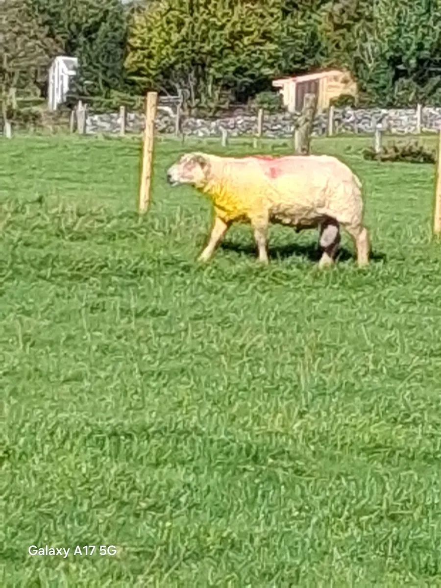 Charollais ram - Image 2