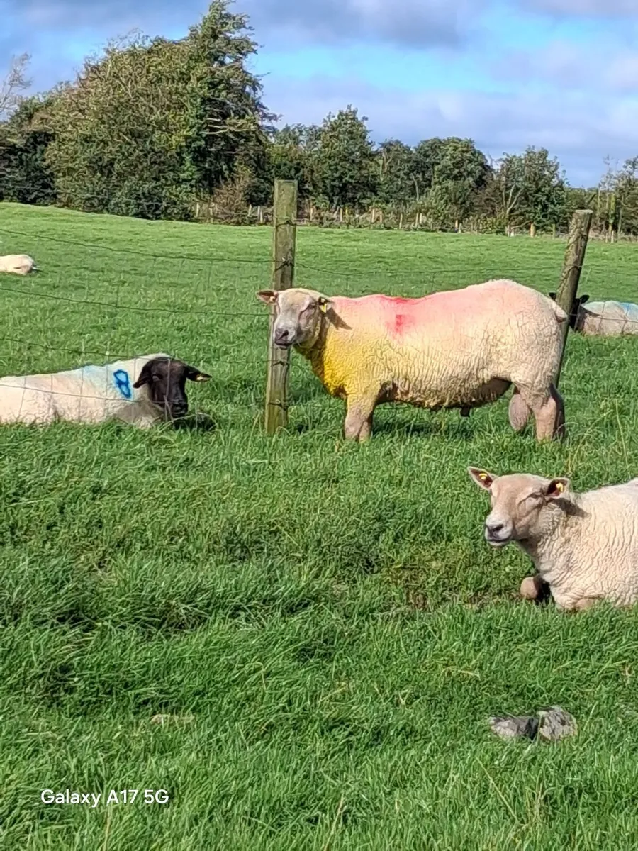 Charollais ram - Image 3