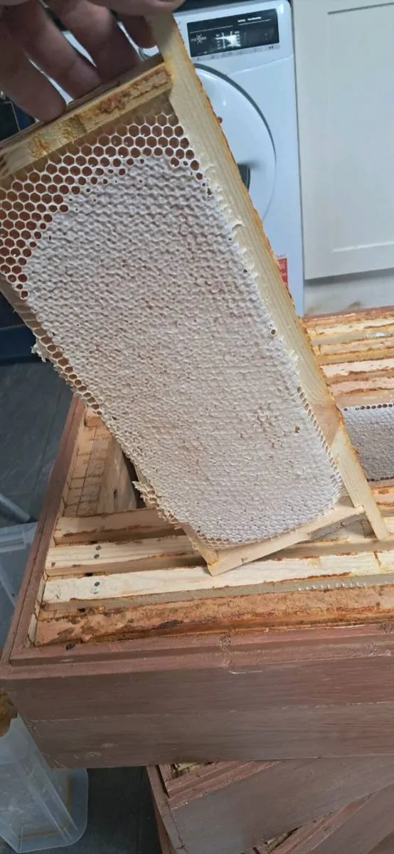 Selling natural honey from my own apiary - Image 3