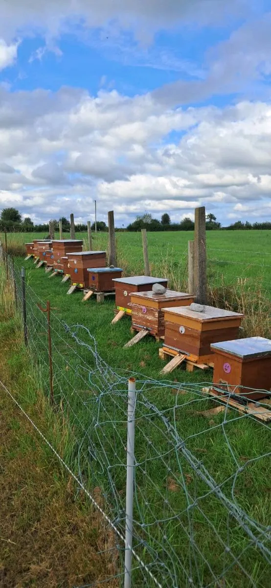 Selling natural honey from my own apiary - Image 4