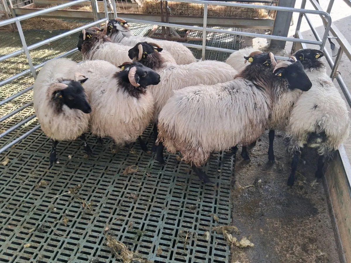 Ewe lambs - Image 1