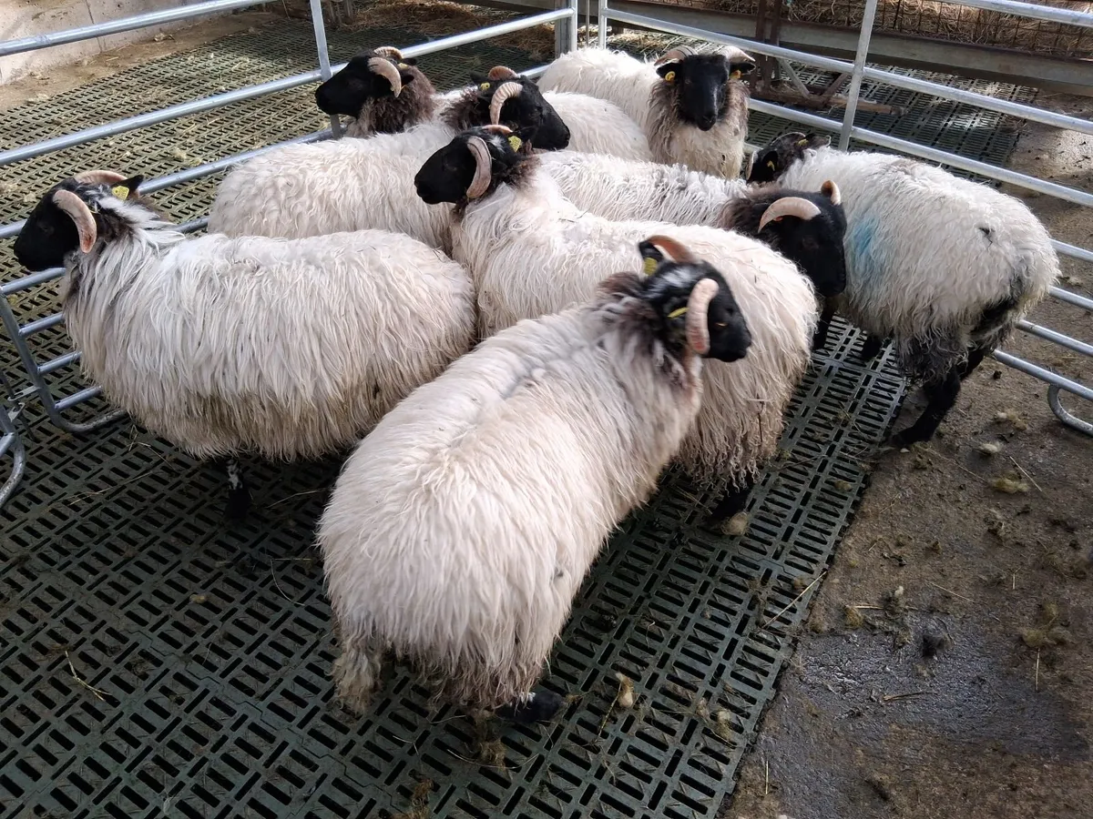 Ewe lambs - Image 3