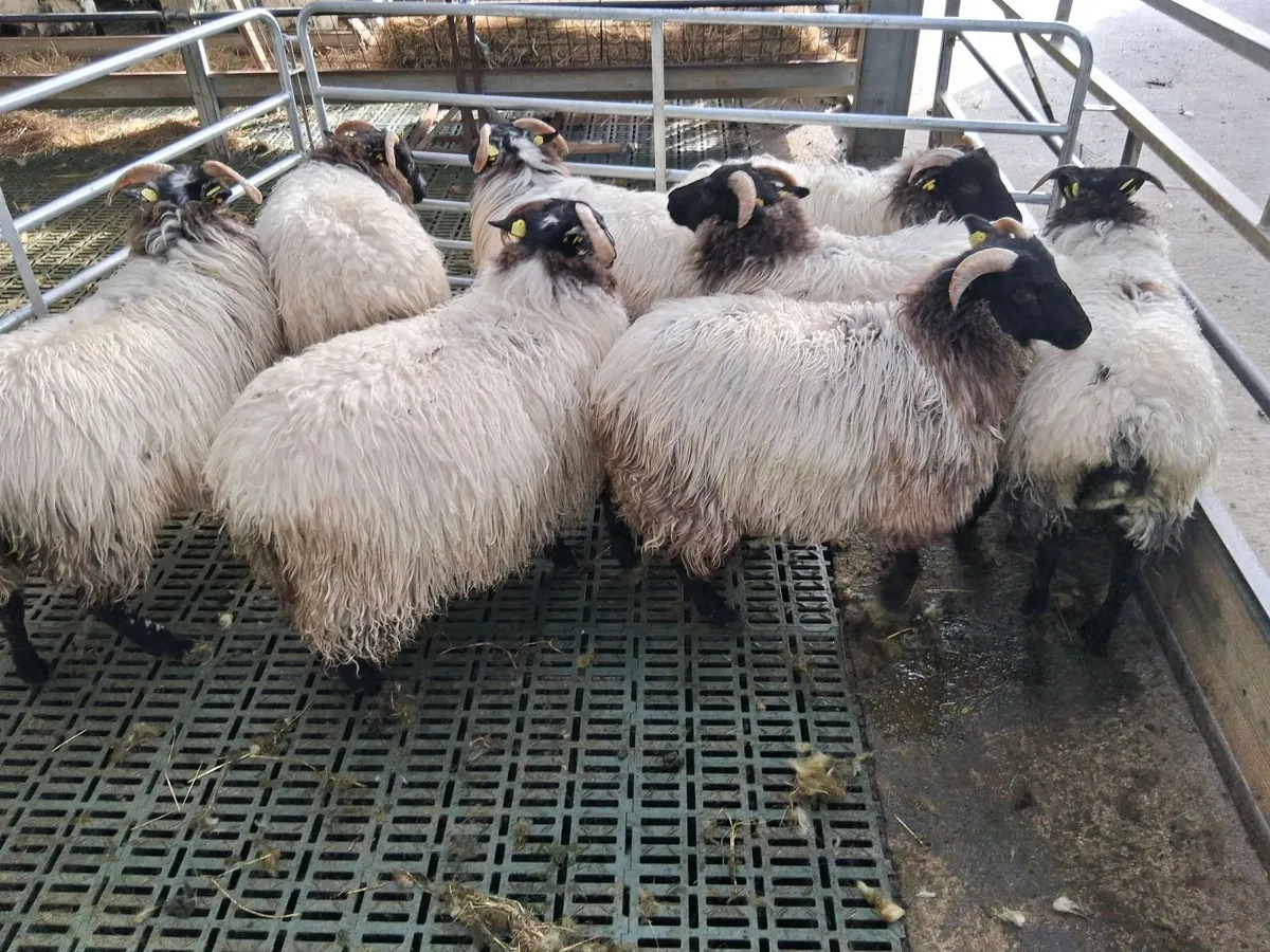 Ewe lambs - Image 2