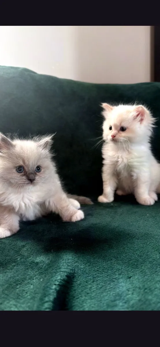 Ragdoll kittens - Image 1
