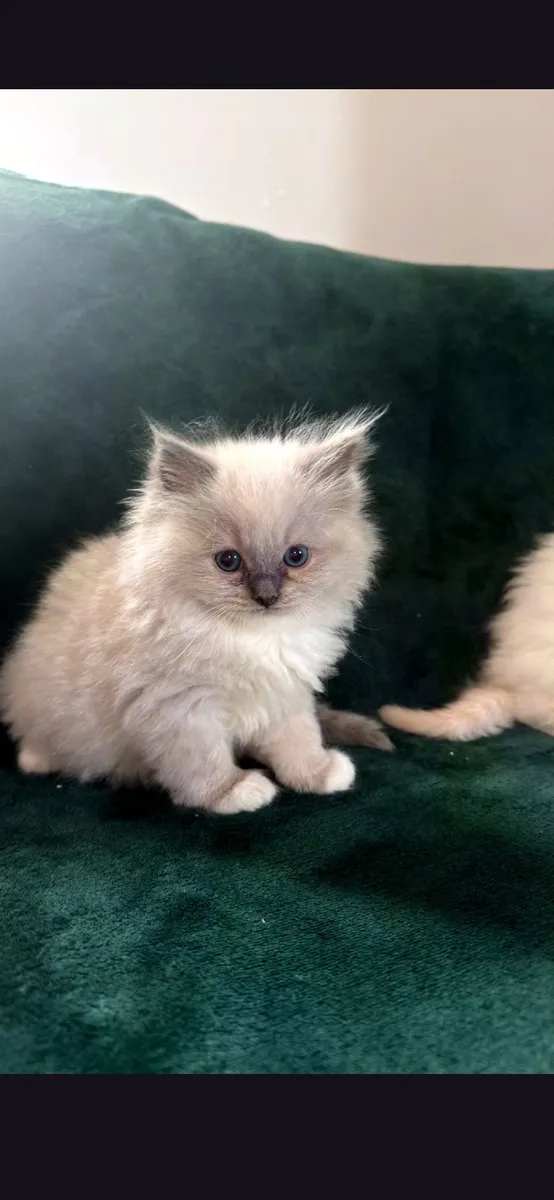 Ragdoll kittens - Image 2