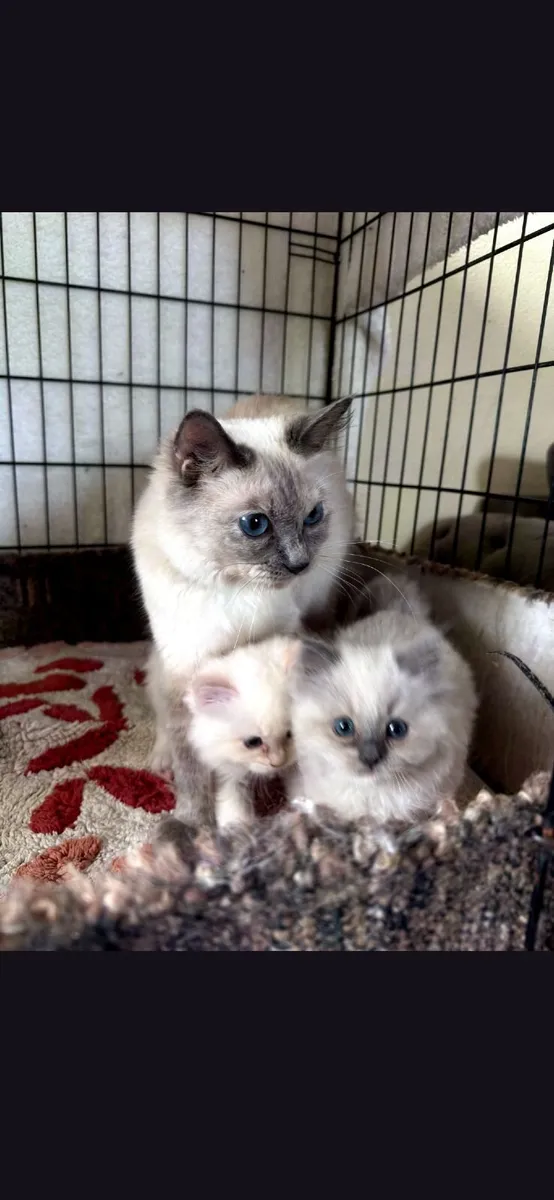 Ragdoll kittens - Image 3