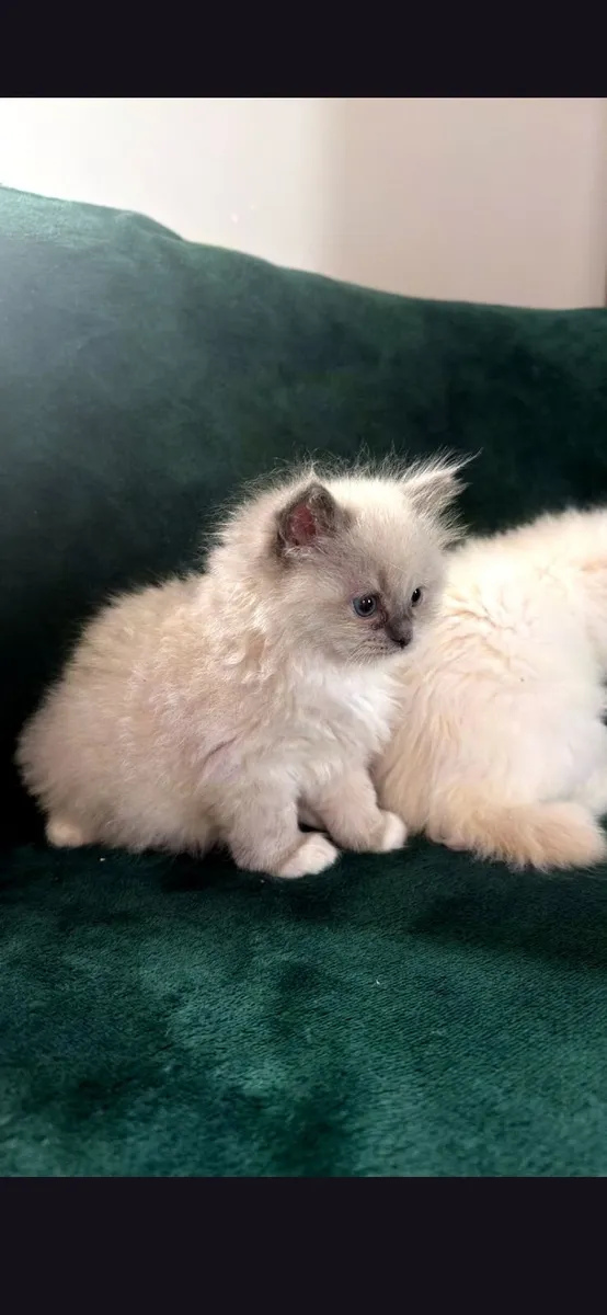 Ragdoll kittens - Image 4