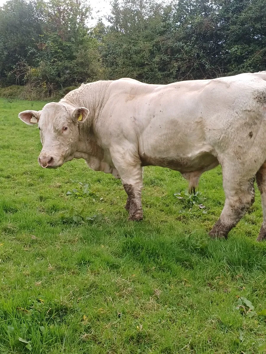 BULL FOR   HIRE - Image 2