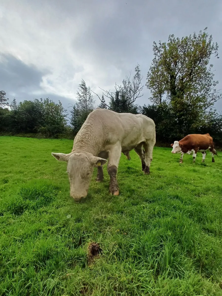 BULL FOR   HIRE - Image 1