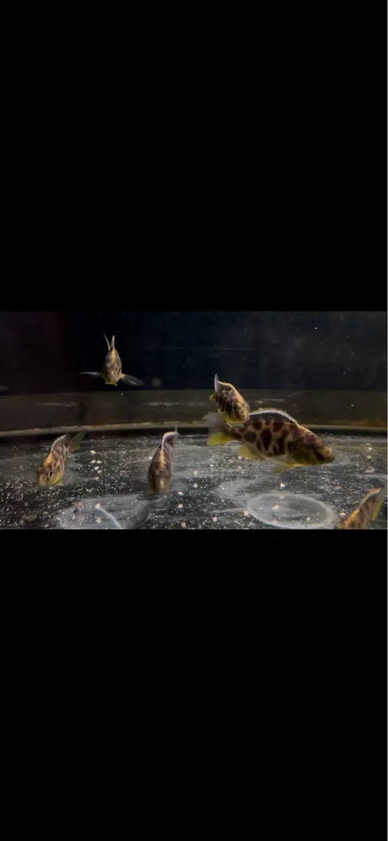 Giraffe cichlids , black and gold rams , ricefish - Image 1