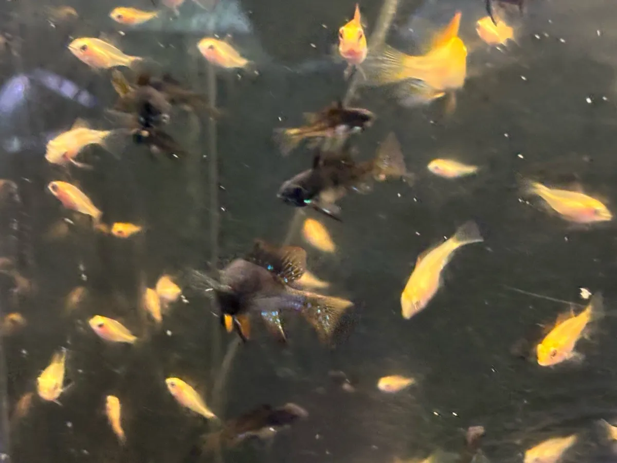 Giraffe cichlids , black and gold rams , ricefish - Image 3