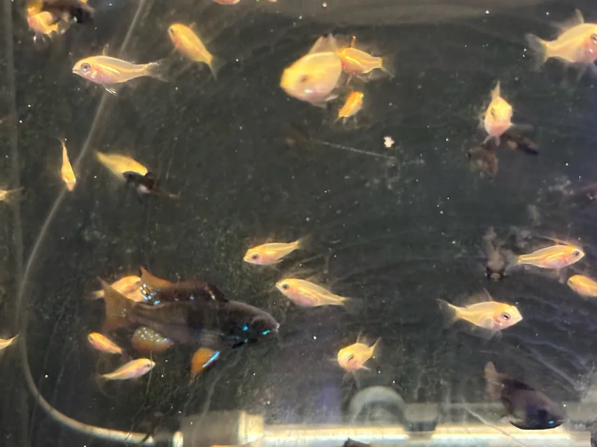 Giraffe cichlids , black and gold rams , ricefish - Image 4