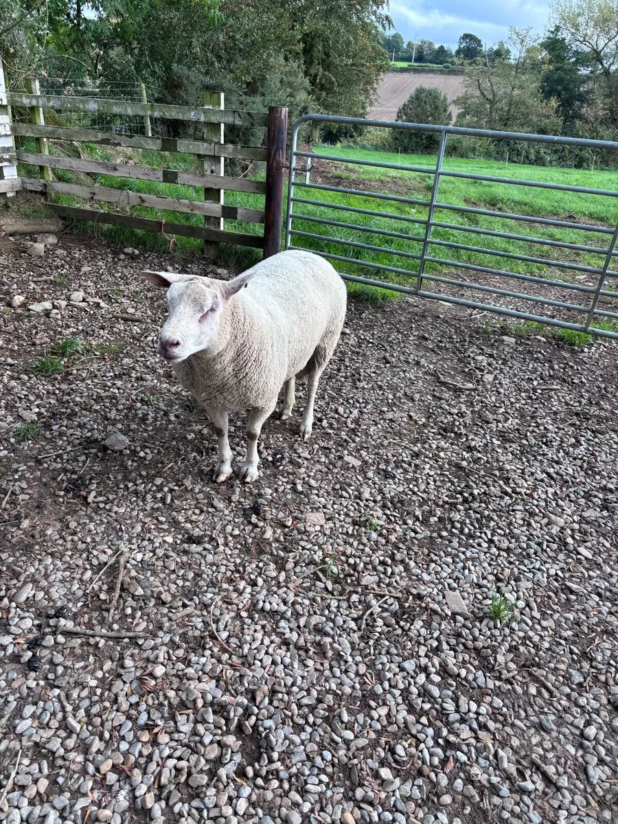 Chartex ram - Image 2