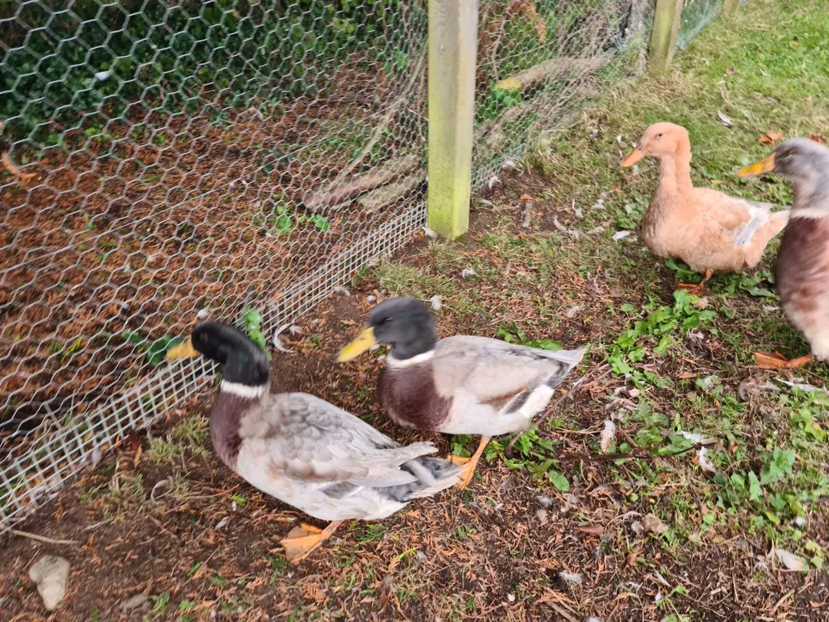 Saxony/mallard cross drakes - Image 2