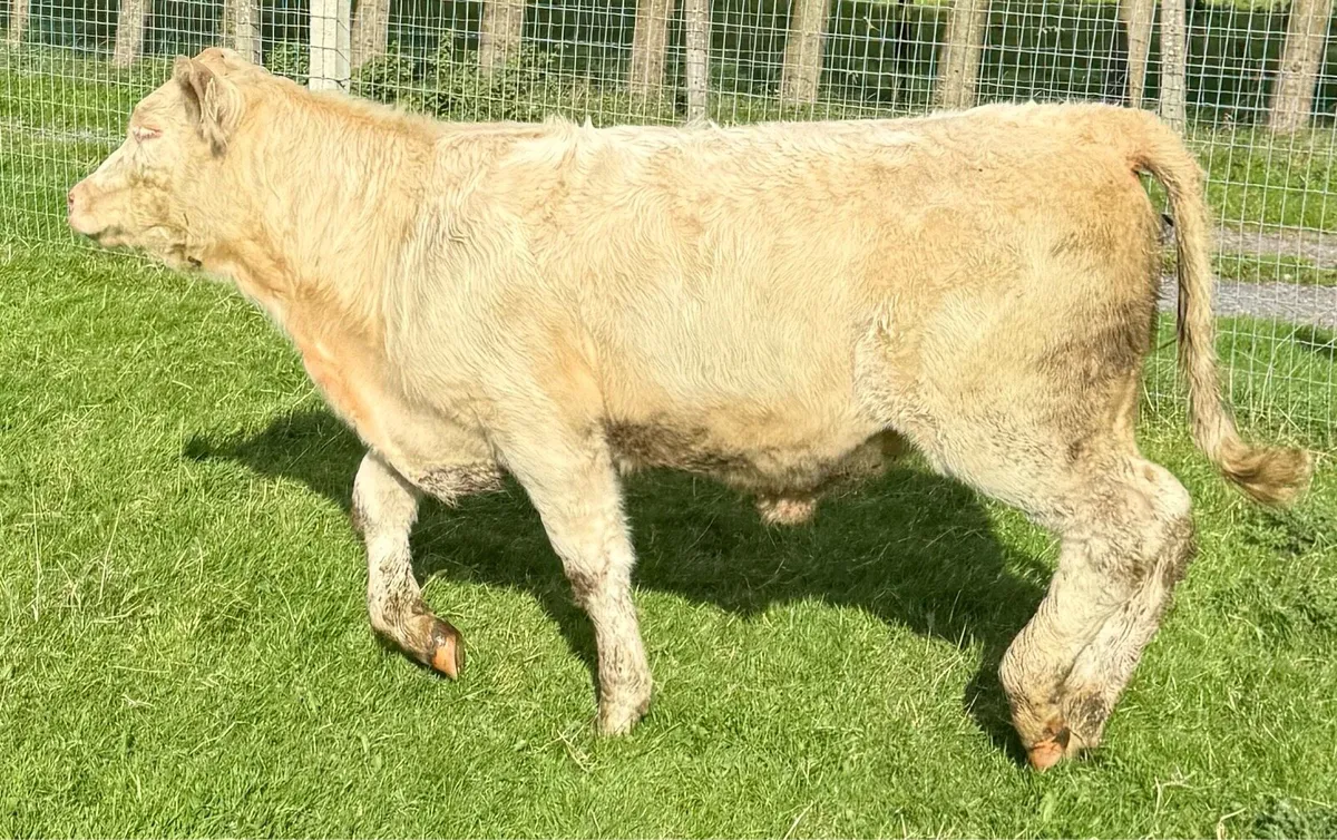⚪️PBR Charolise & PB Limousine Heifer Weanlings 💥 - Image 4