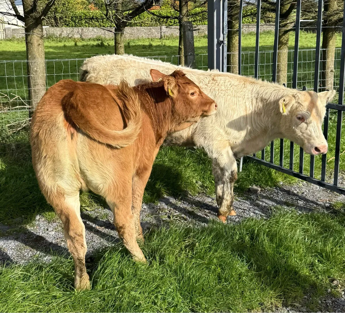 ⚪️PBR Charolise & PB Limousine Heifer Weanlings 💥 - Image 1