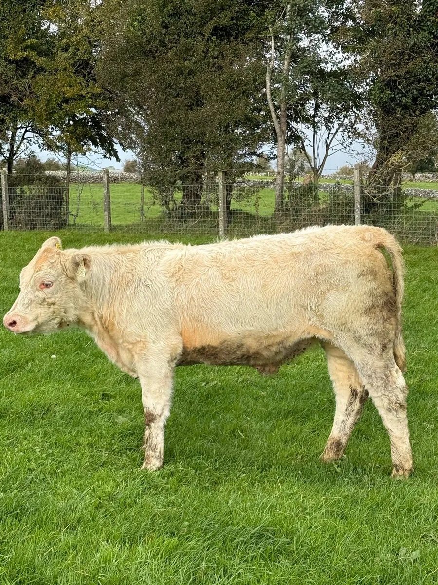 ⚪️PBR Charolise & PB Limousine Heifer Weanlings 💥 - Image 3