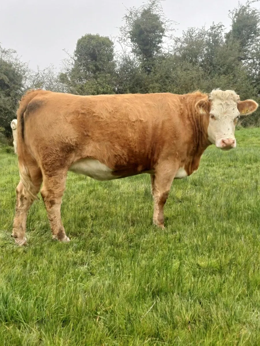 Incalf heifers - Image 2