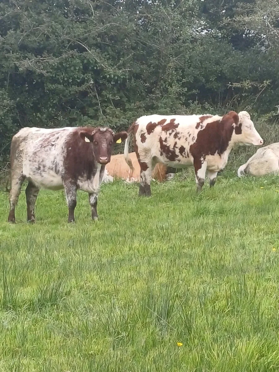 Incalf heifers - Image 1