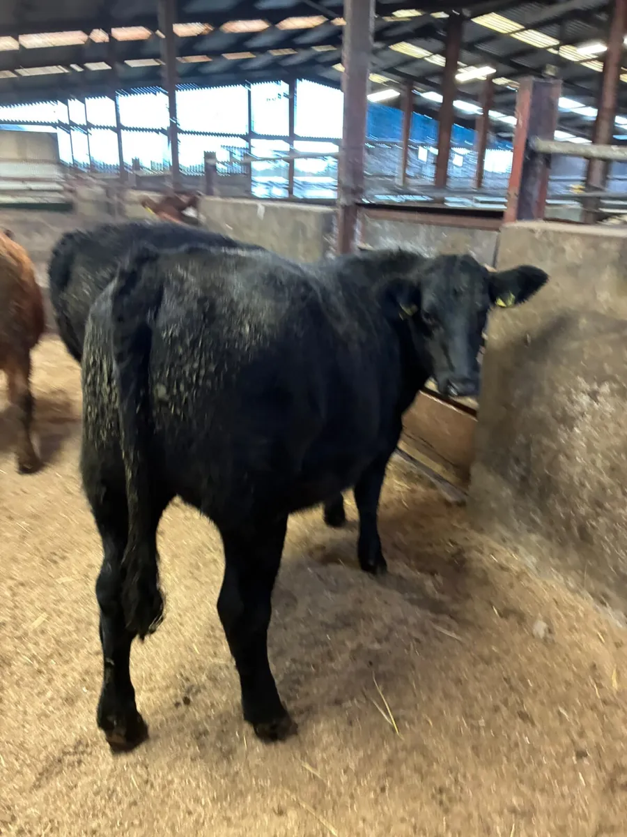 Bullocks - Image 2
