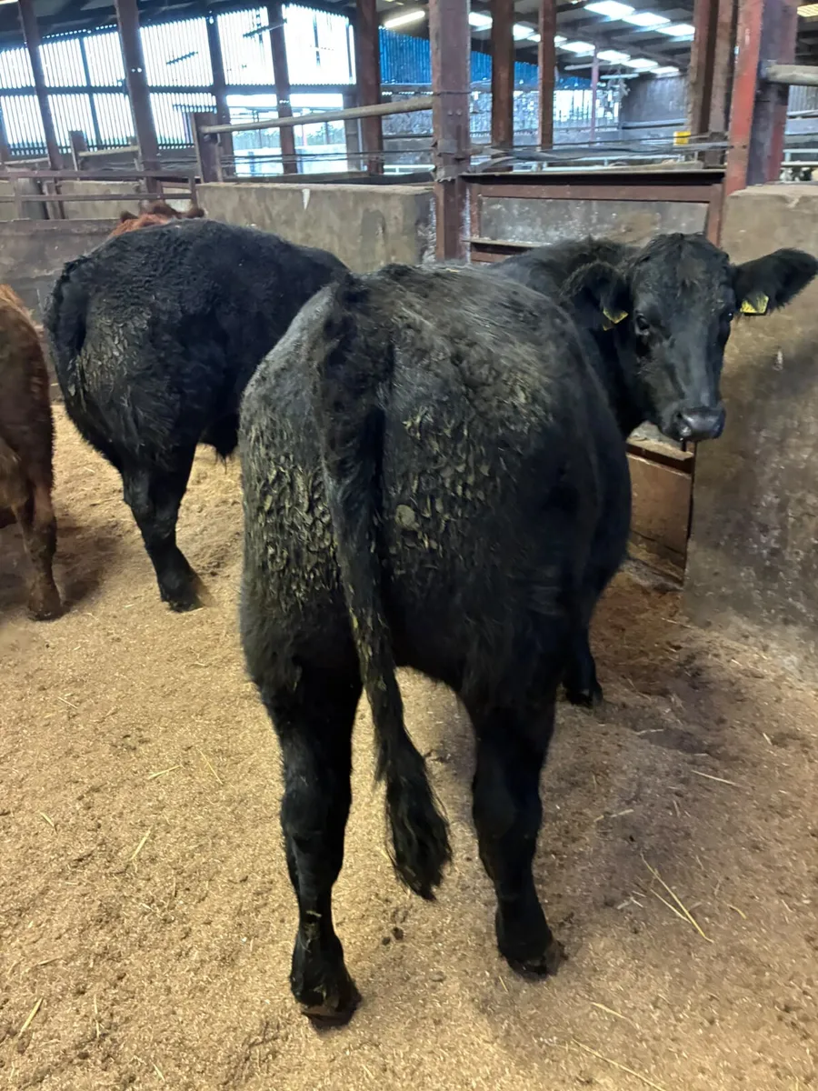 Bullocks - Image 1