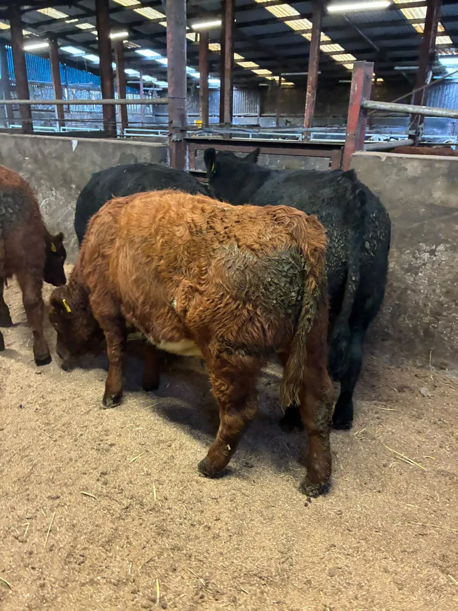 Bullocks - Image 4