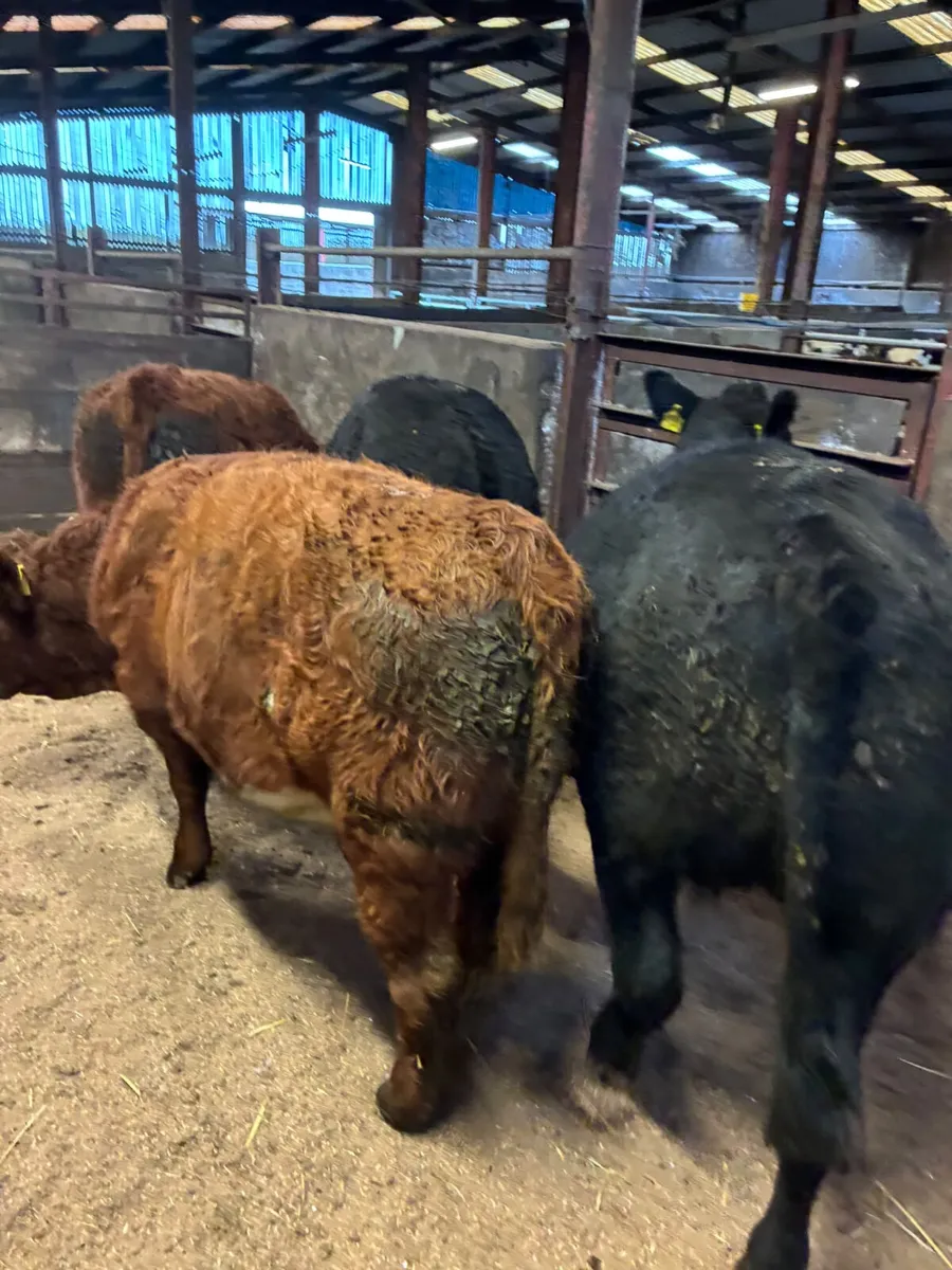 Bullocks - Image 3