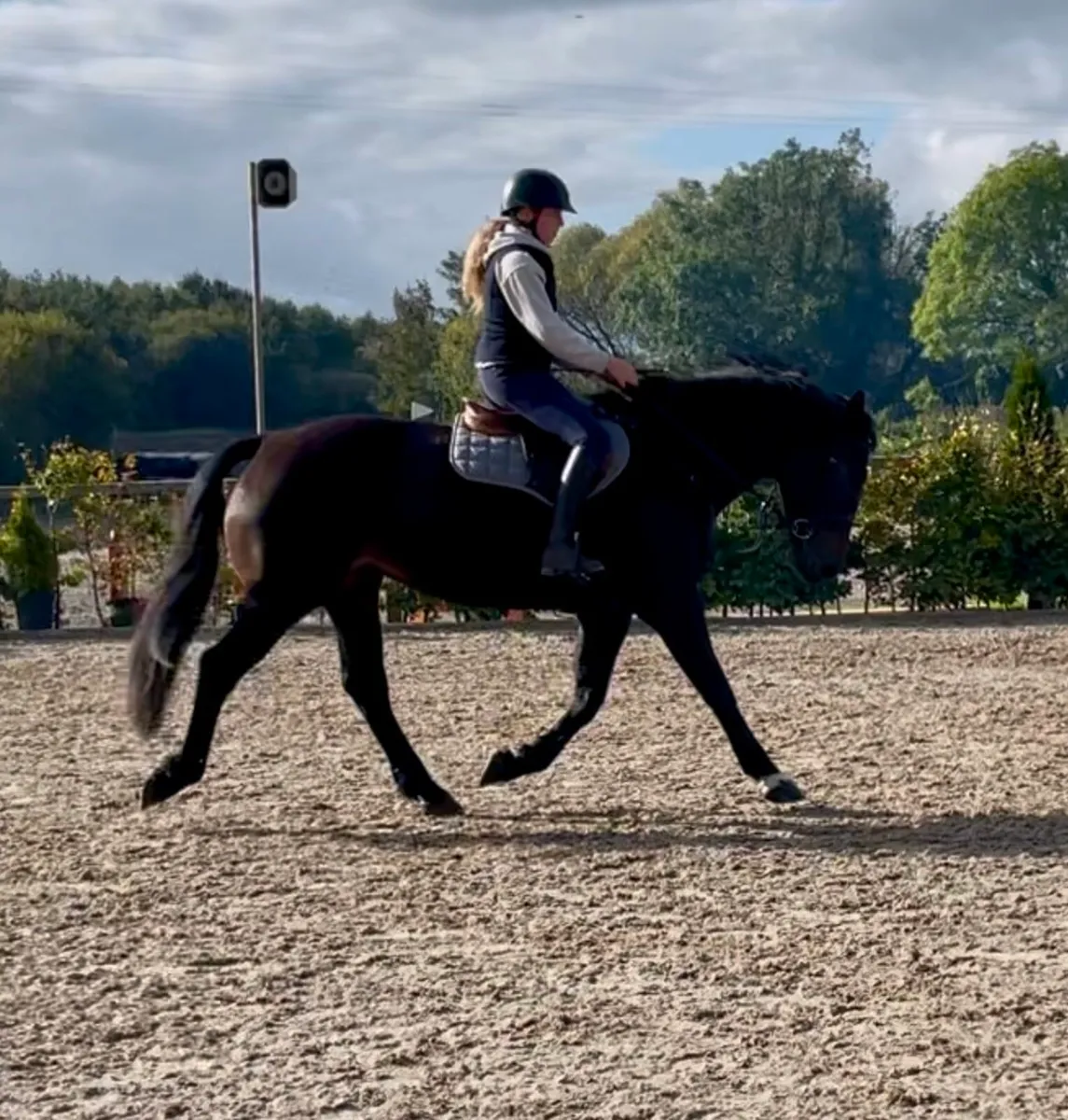 16.2hh KWPN x RID Mare – 8 Years Old - Image 2