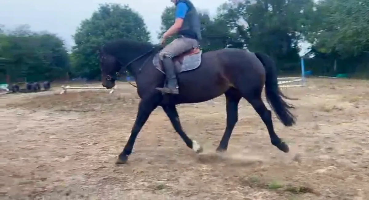16.2hh KWPN x RID Mare – 8 Years Old - Image 3