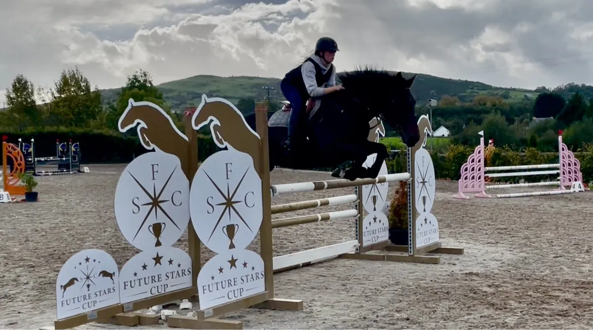 16.2hh KWPN x RID Mare – 8 Years Old - Image 1