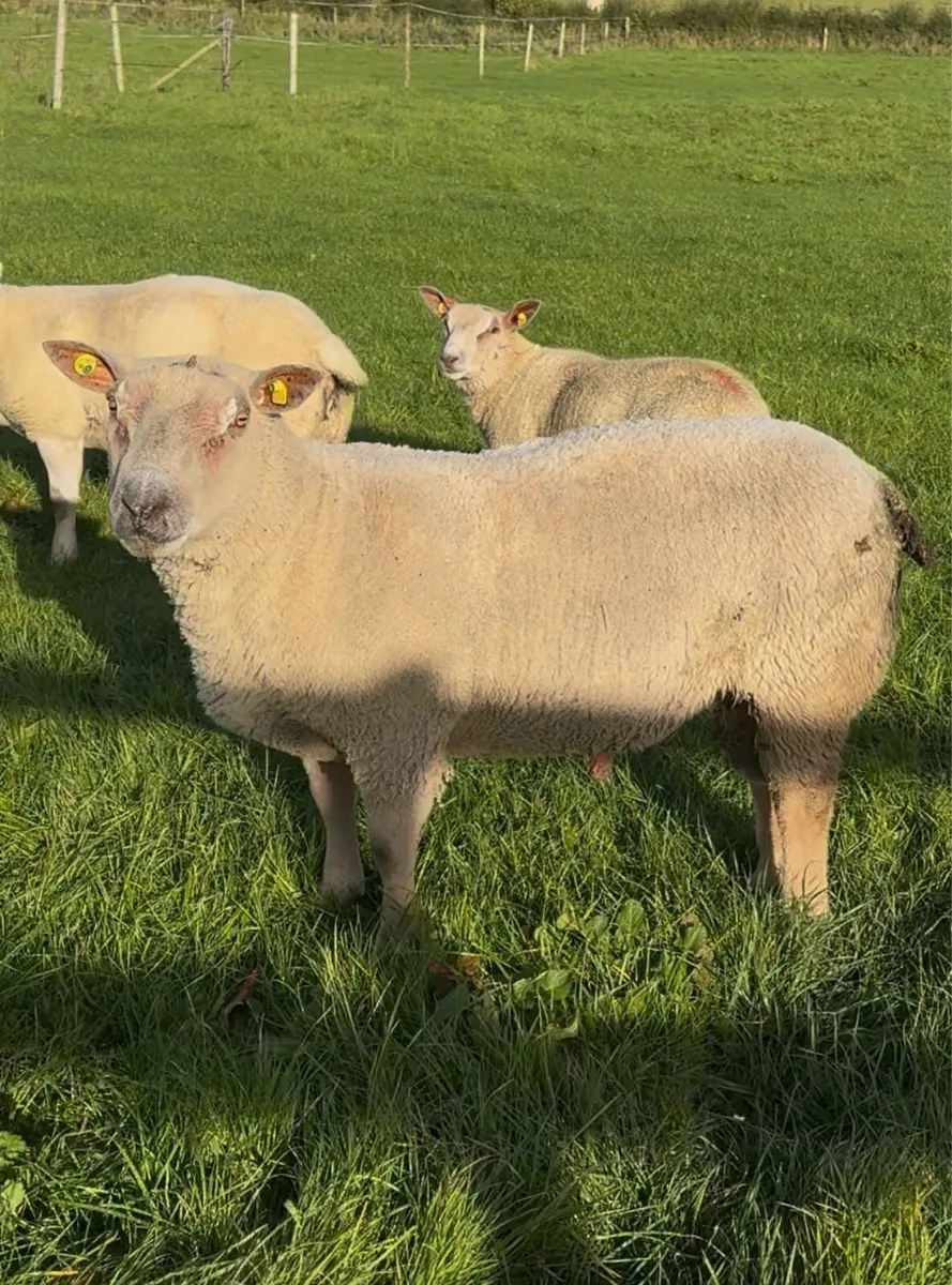 Charollais and Chartex rams - Image 3