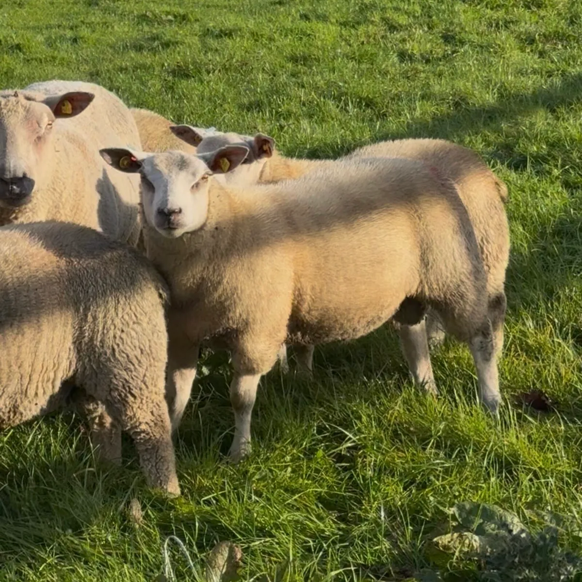Charollais and Chartex rams - Image 4