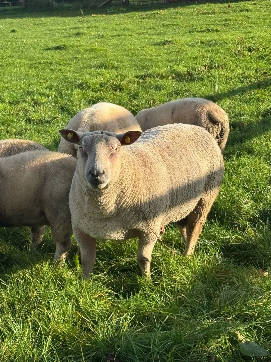 Charollais and Chartex rams - Image 1