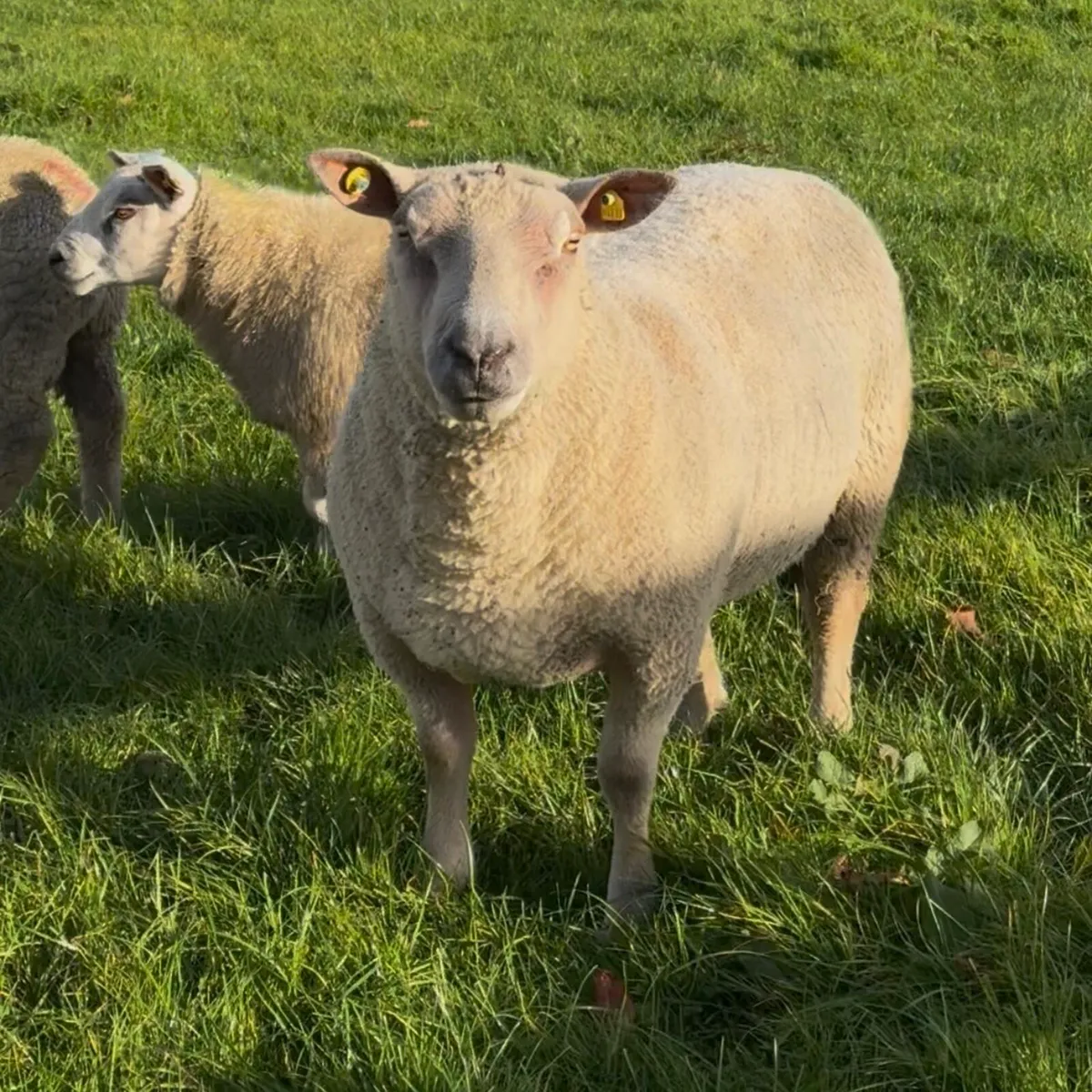 Charollais and Chartex rams - Image 2