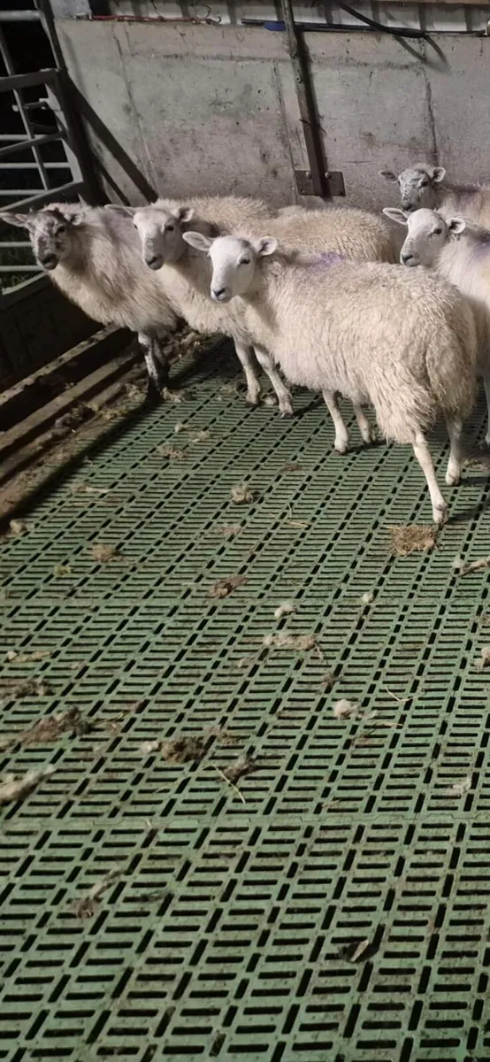 Texel ewe lambs - Image 1