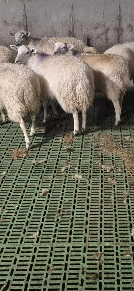 Texel ewe lambs - Image 2