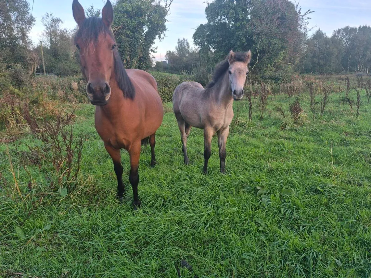 Dun Connemara Colt Foal - Image 1