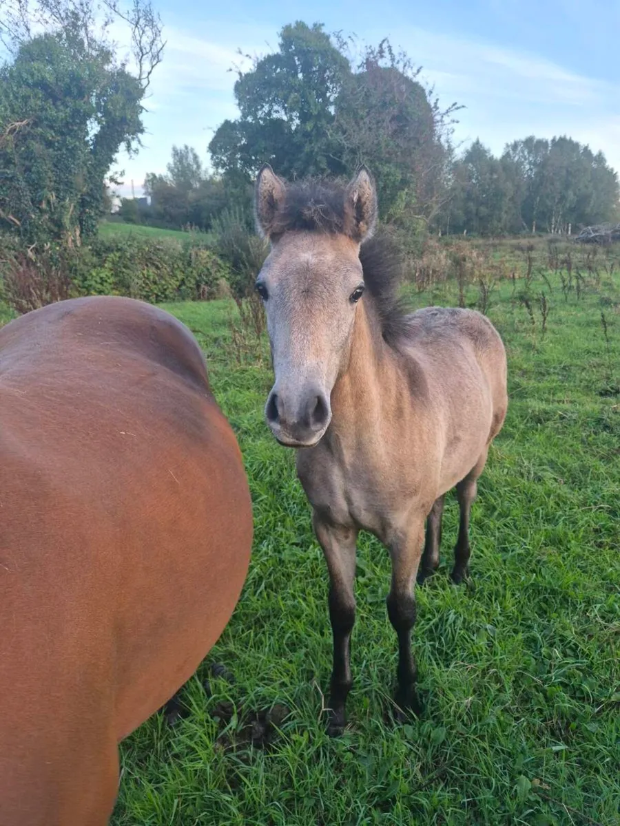 Dun Connemara Colt Foal - Image 2