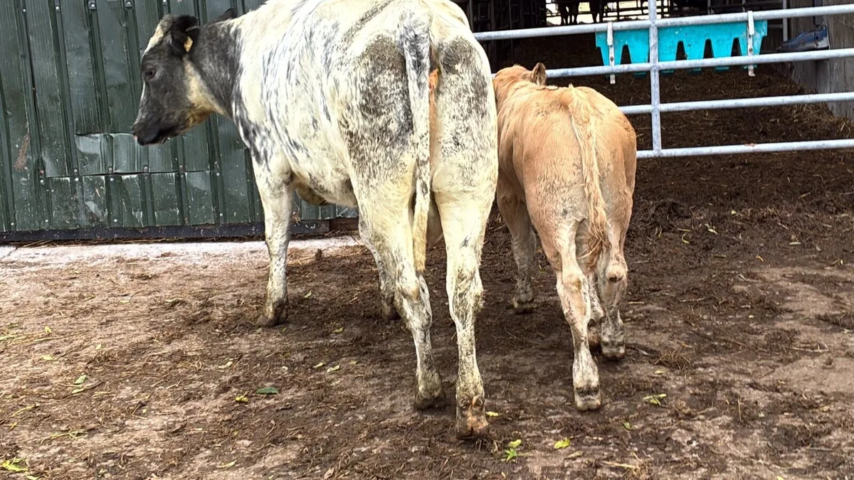 5 star blue cow and calf - Image 1