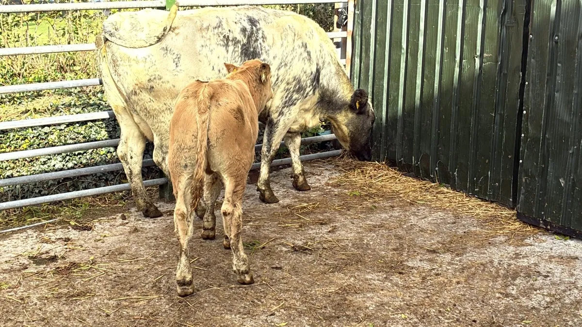 5 star blue cow and calf - Image 2