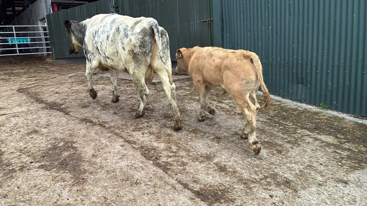 5 star blue cow and calf - Image 3