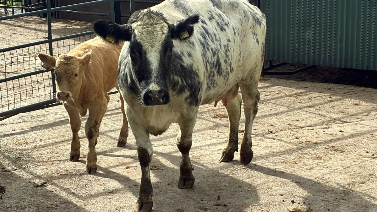 5 star blue cow and calf - Image 4