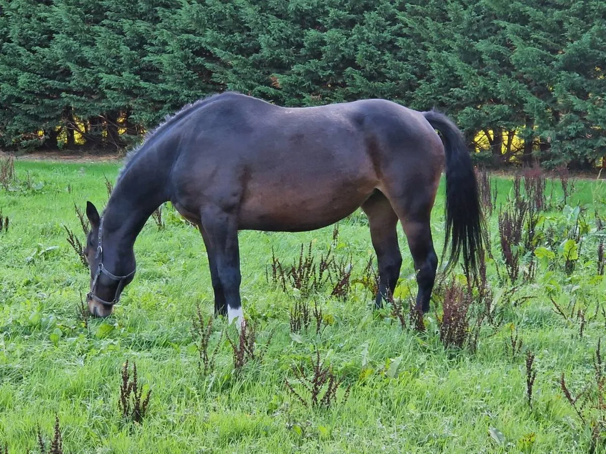 6 year old sporthorse mare - Image 3