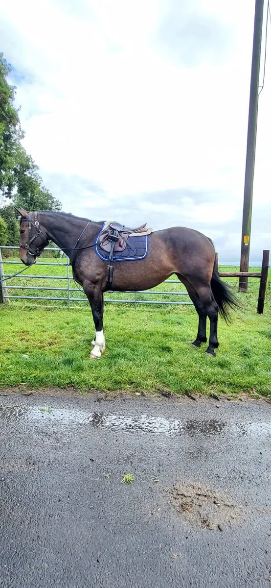 6 year old sporthorse mare - Image 2