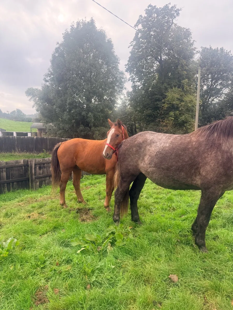 2four year old Irish draught geldings - Image 2