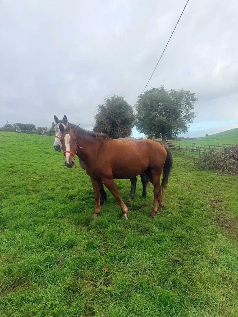2four year old Irish draught geldings - Image 3